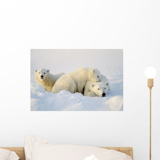 Polar Bears Wall Mural