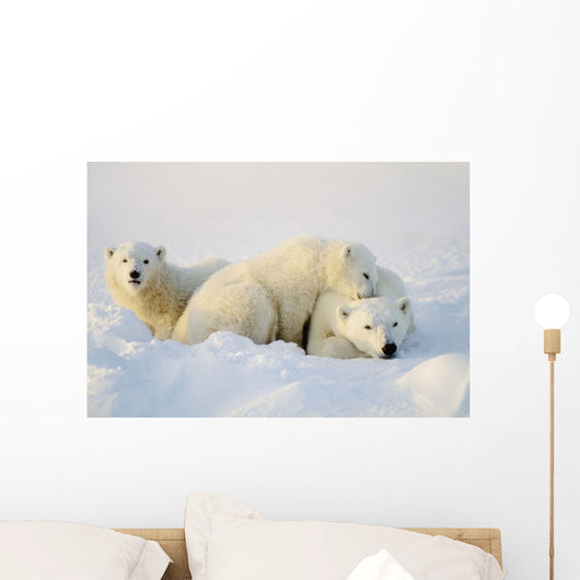 Polar Bears Wall Mural
