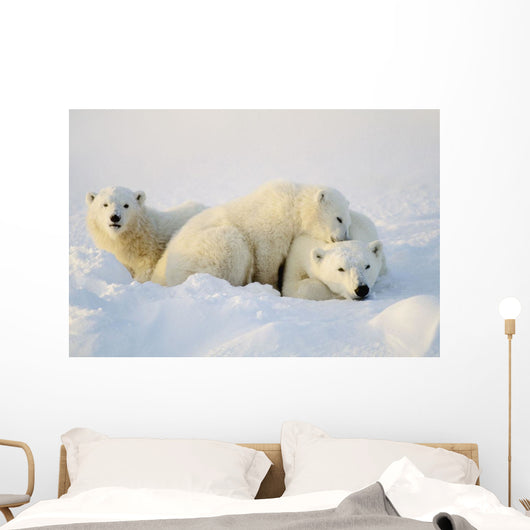 Polar Bears Wall Mural