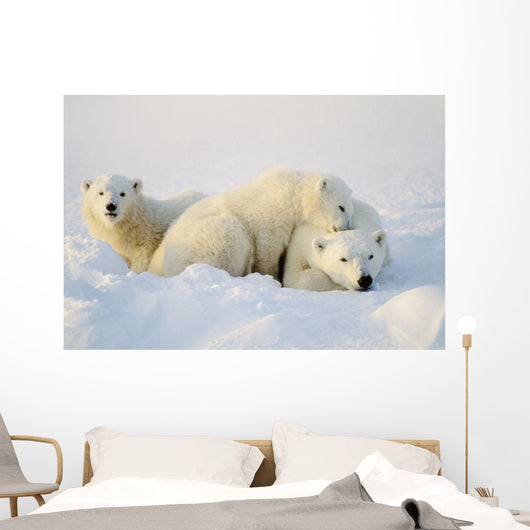 Polar Bears Wall Mural