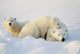 Polar Bears Wall Mural