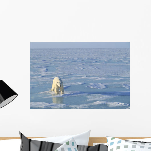 Single Polar Bear Wall Mural