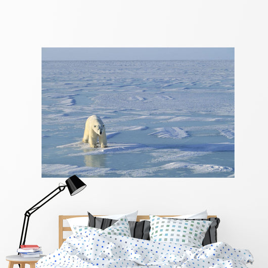 Single Polar Bear Wall Mural