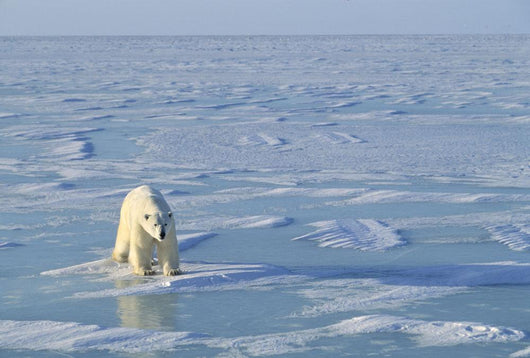 Single Polar Bear Wall Mural