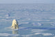 Single Polar Bear Wall Mural