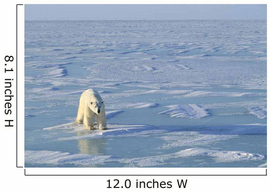 Single Polar Bear Wall Mural