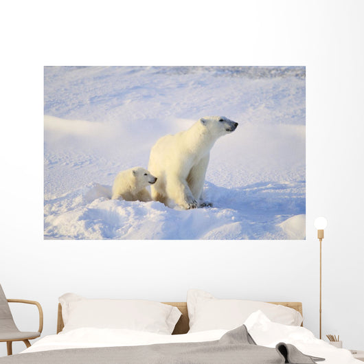 Polar Bear With Cub Wall Mural
