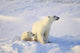 Polar Bear With Cub Wall Mural