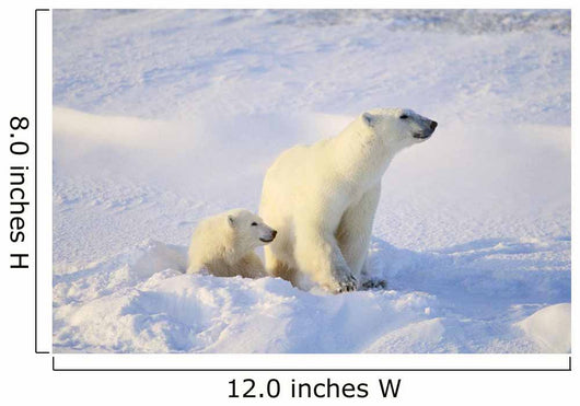 Polar Bear With Cub Wall Mural