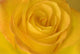Yellow Tea Rose Wall Mural