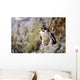 Prairie Falcon On Rock Ledge Wall Mural