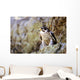 Prairie Falcon On Rock Ledge Wall Mural