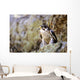 Prairie Falcon On Rock Ledge Wall Mural
