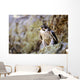 Prairie Falcon On Rock Ledge Wall Mural