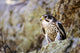 Prairie Falcon On Rock Ledge Wall Mural