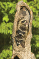 Raccoons In A Tree Wall Mural