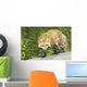 Red Fox Wall Mural