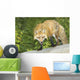 Red Fox Wall Mural