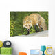 Red Fox Wall Mural