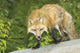 Red Fox Wall Mural