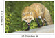Red Fox Wall Mural