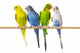 Budgerigar Perch Wall Decal
