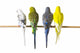 Budgie Bird Posteriors Wall Decal