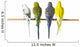 Budgie Bird Posteriors Wall Decal