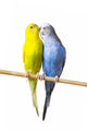Budgerigar Perch Wall Decal