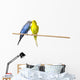 Two Budgies On A Perch Wall Mural