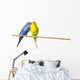 Two Budgies On A Perch Wall Mural