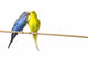 Two Budgies On A Perch Wall Mural