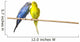 Two Budgies On A Perch Wall Mural
