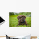 Labrador Retriever Wall Mural