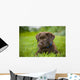 Labrador Retriever Wall Mural