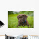 Labrador Retriever Wall Mural