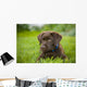 Labrador Retriever Wall Mural