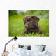 Labrador Retriever Wall Mural