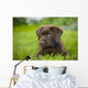 Labrador Retriever Wall Mural