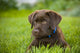 Labrador Retriever Wall Mural