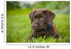 Labrador Retriever Wall Mural