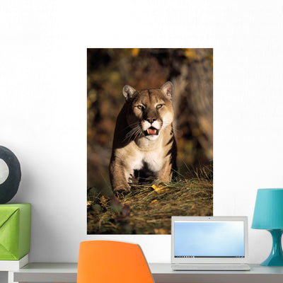 Stalking Mountain Lion Wall Mural shown on a wall