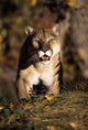 Stalking Mountain Lion Wall Mural