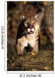 Stalking Mountain Lion Wall Mural