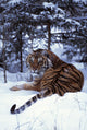 Siberian Tiger Lying On Mound Of Snow In Forest Wall Mural