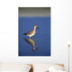 Willet Shorebird Wall Mural