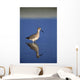 Willet Shorebird Wall Mural