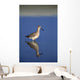 Willet Shorebird Wall Mural
