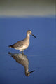 Willet Shorebird Wall Mural