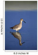 Willet Shorebird Wall Mural